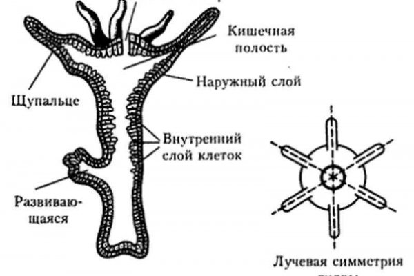 Кракен почему пользователь не найден