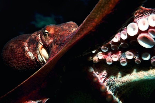 Kraken cc